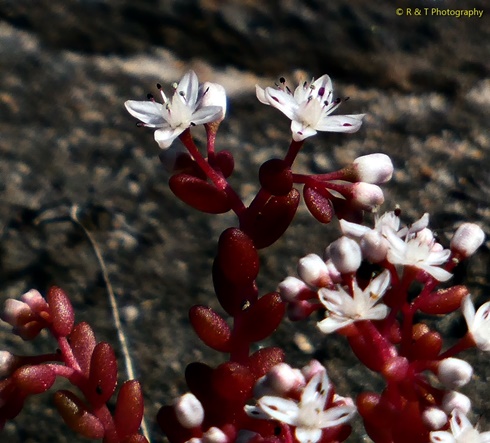 {Diamorpha smallii}